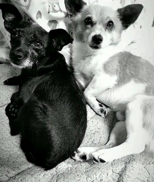 2 Cães de porte pequenao