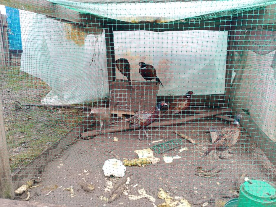 Фазаны. В субботу не звонить.