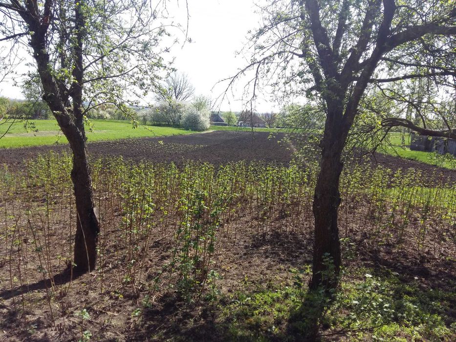 Продам земельну ділянку