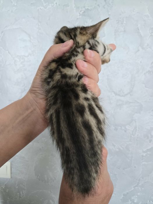 Бенгальські дівчатка та хлопчики