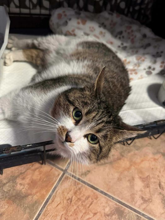 Pokochaj Gwiazdora Bezpańskie Zduńska Wola - Karsznice