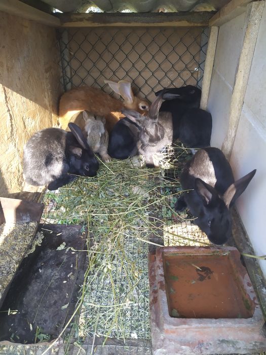 Полтавське Срібло Продам Молодняк Кролів Полтавське Срібло