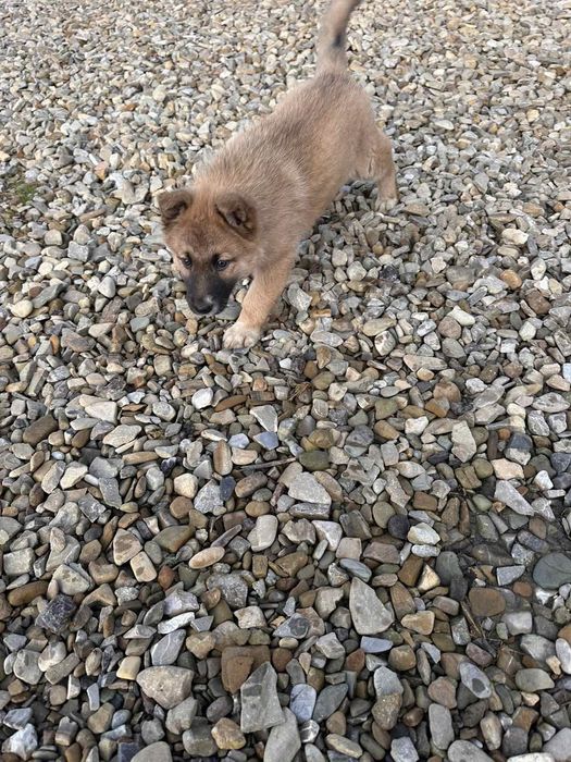 Німецька вівчарка