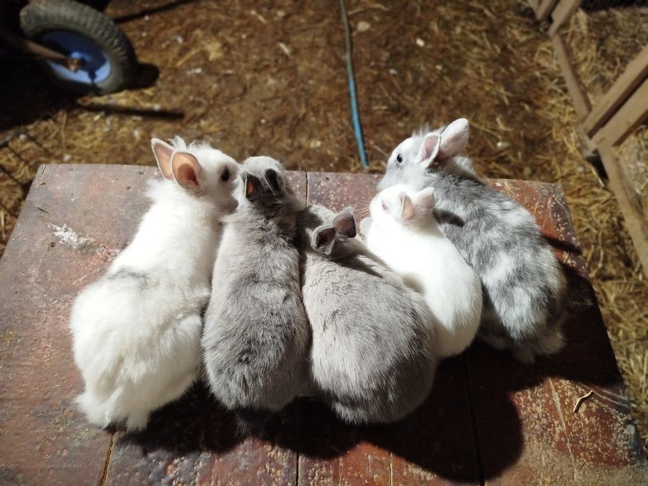 Sprzedam króliki różnej czystej rasy (opis)