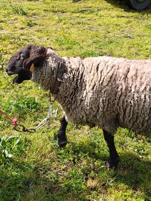 Tenho para venda carneiro de raça Suffolk Francês