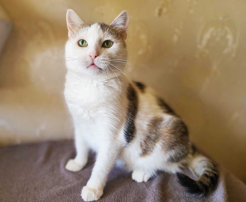 Лагідна зеленоока кішечка Інга (1,5  роки). Стерилізована. Кошка