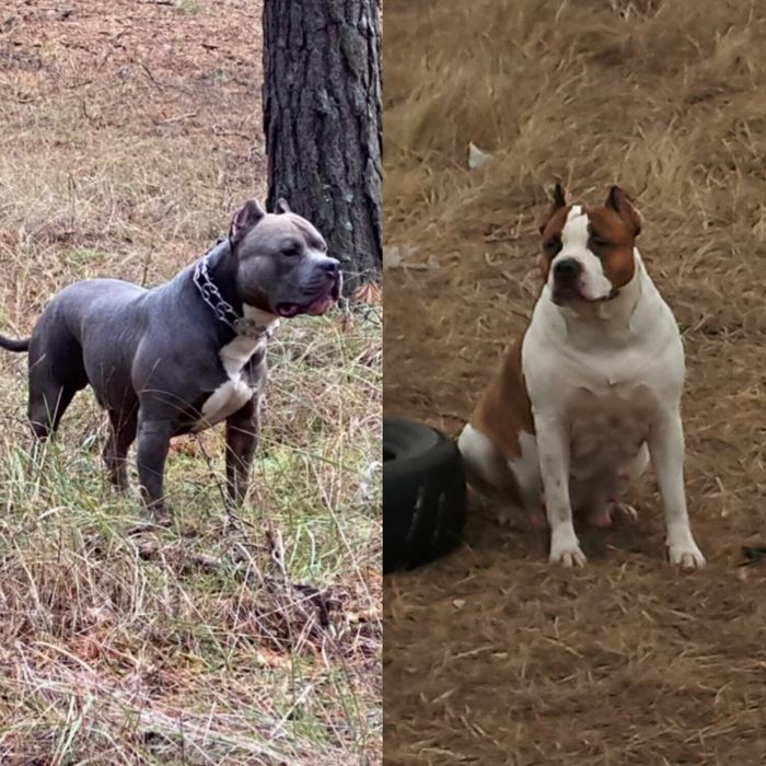 Продажа щенков стафордширский терьер