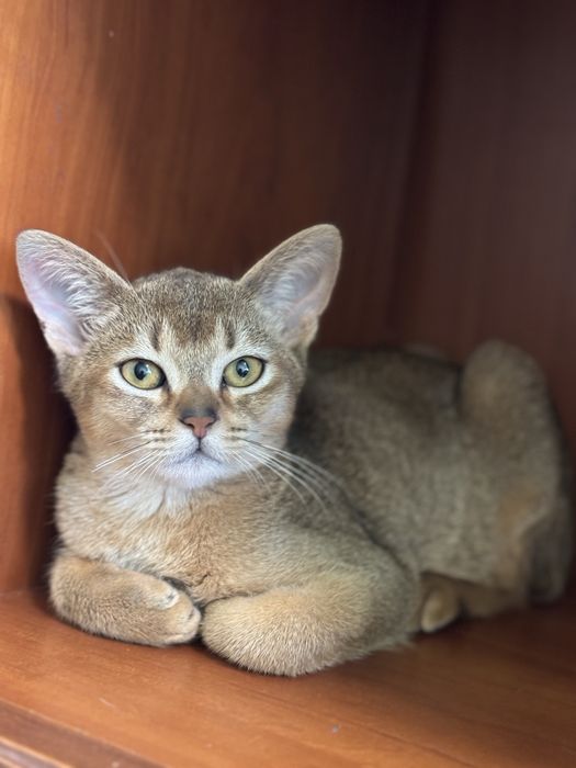 Чарівний хлопчик  чекає на турботливу родину