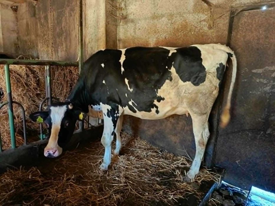 Jałówka cielna z terminem na 17 lipca - cena 9 500 zł