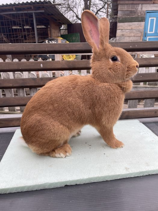 Кролики різних порід