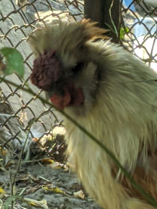 Китайская шелковая курица