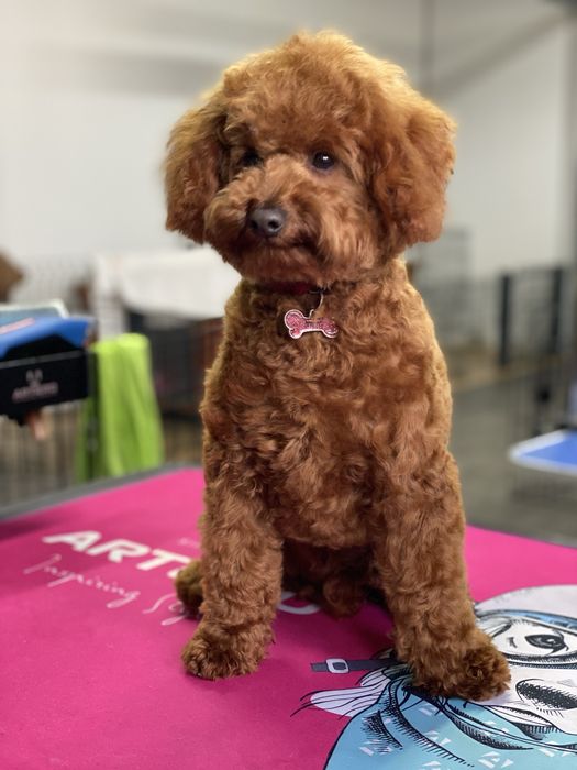 Lindo puppy de Caniche/Poodle medio procura novo dono!!!