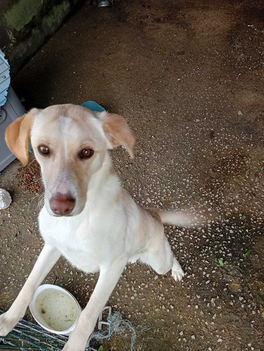 Doação de labrador