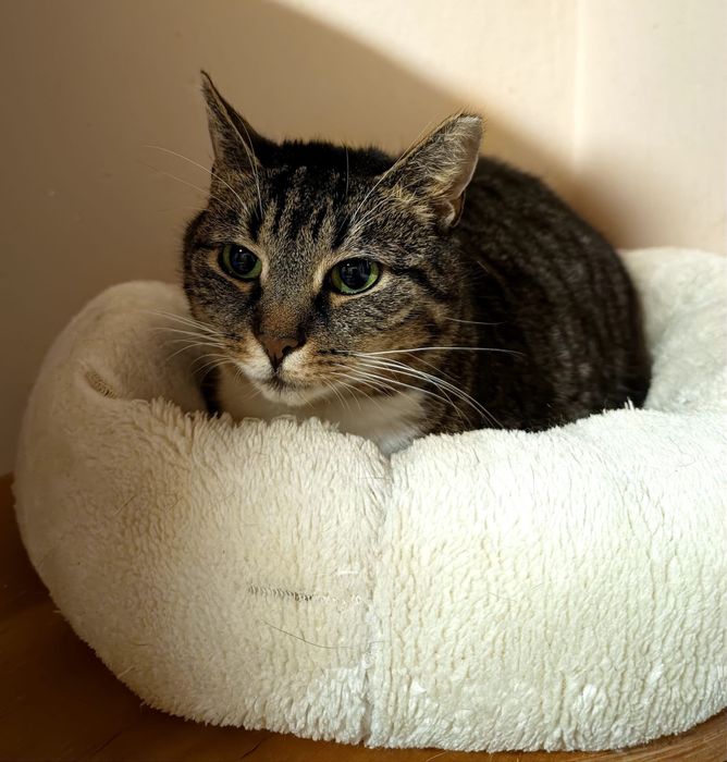 Papaja - spokojna, dorosła kotka szuka domu