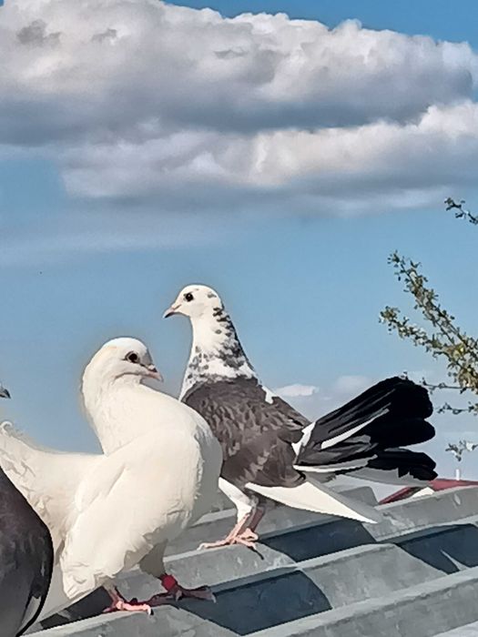 Sprzedam młode pawiki