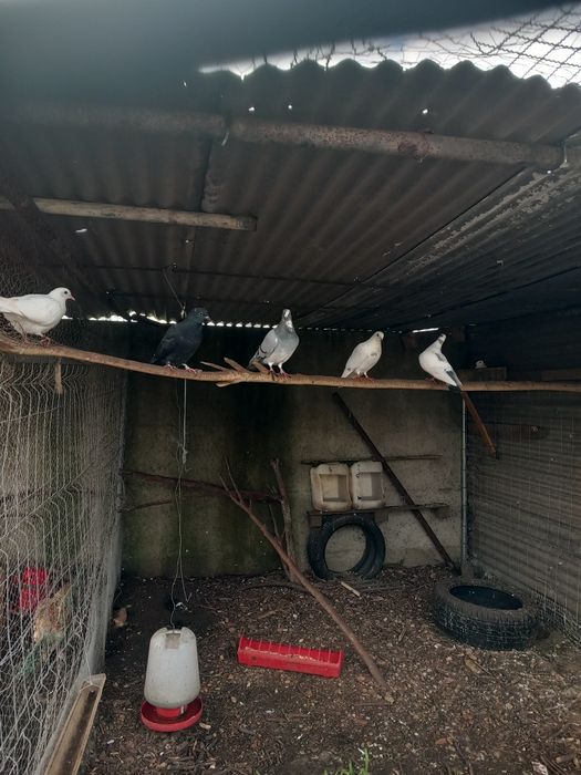 Vendo animais de quinta