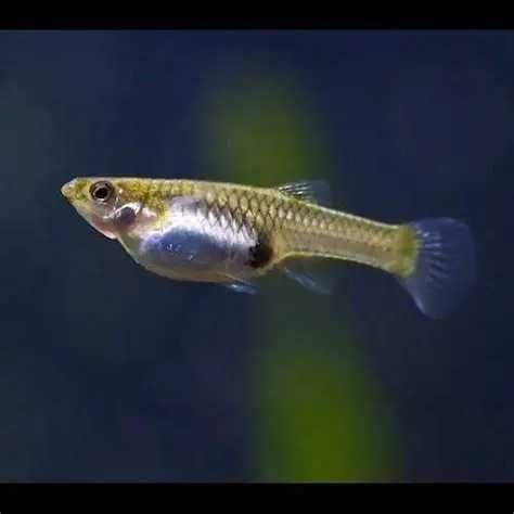 Endlers red fire e fox tail ( com mistura de genes)