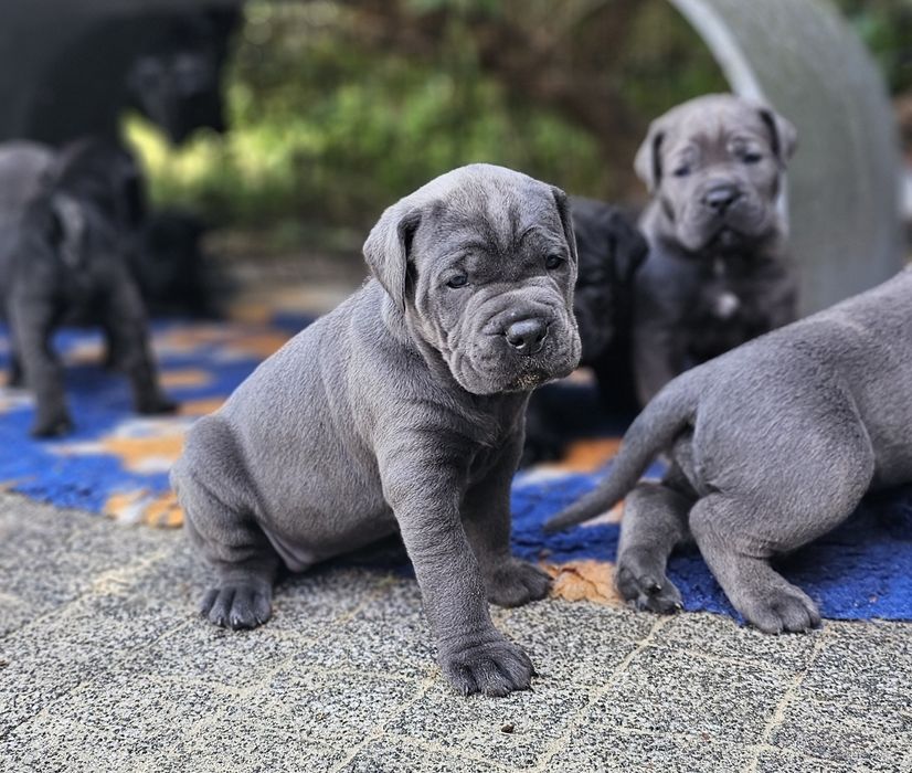 Szczeniaki Cane Corso Italiano