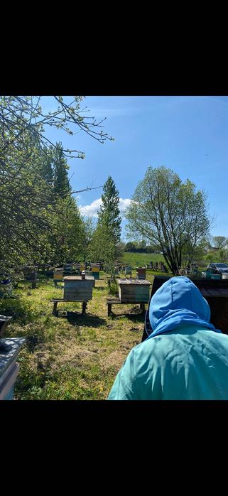 Продам бджолині пакети