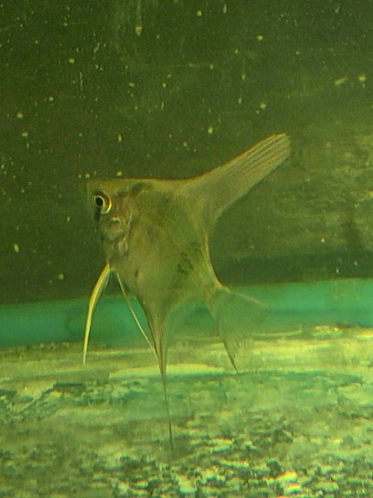 Pterophyllum scalare Santa Isabel Skalar Santa Isabel F1