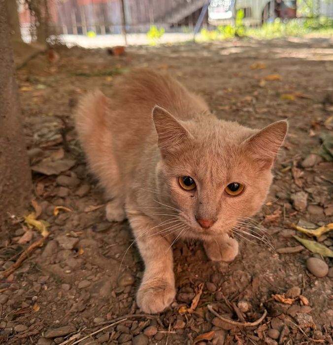 Котик-персик шукає ДІМ