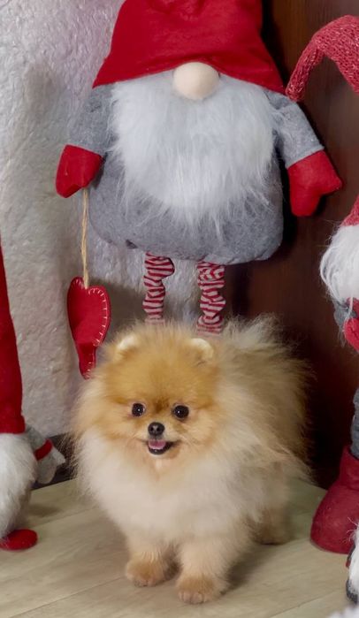 Неймовірний екстра міні малюк 1 рік вага 1,2кг