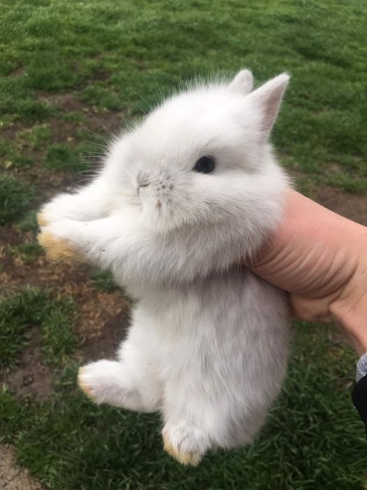 Декоративні кролики