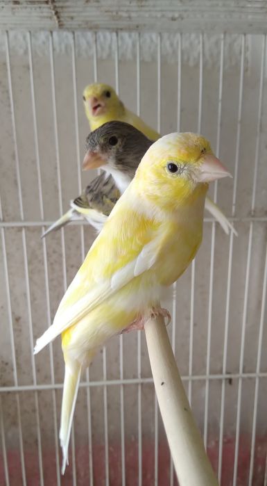 Canárias  timbradas