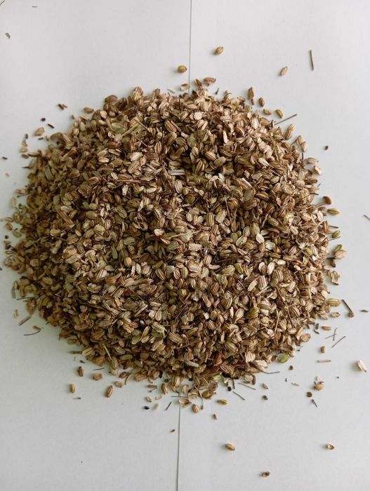 nasiona arcydzięgiel zbiór 2024