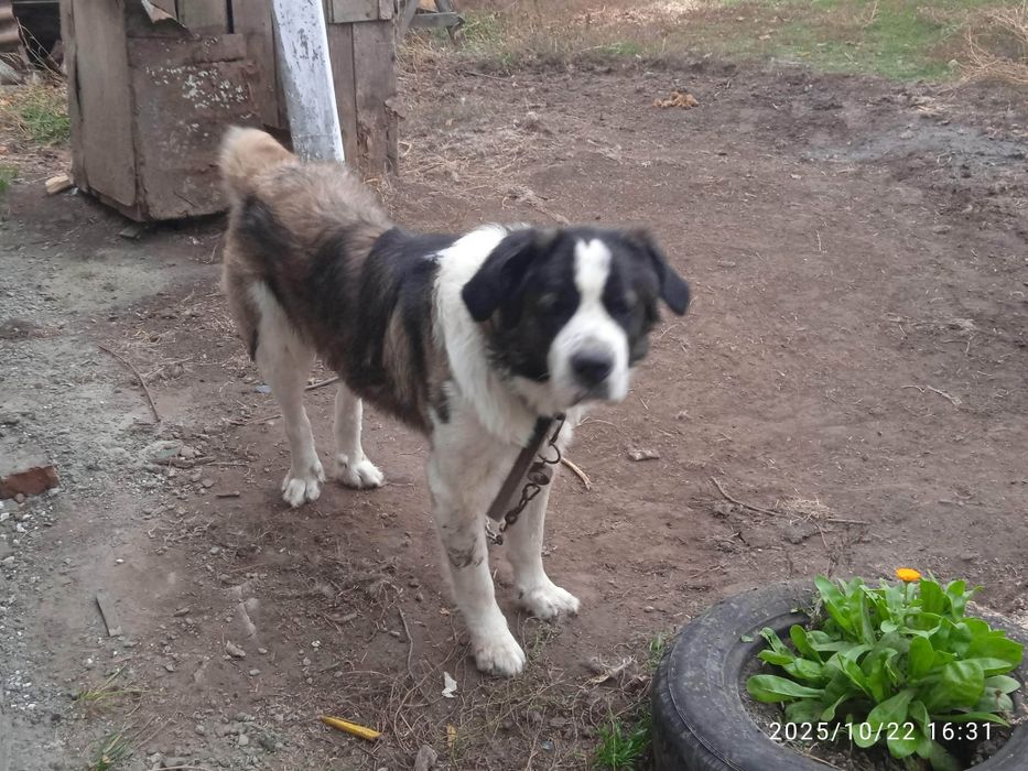 Ищем подругу для вязки