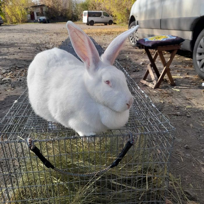 Кролики різних порід