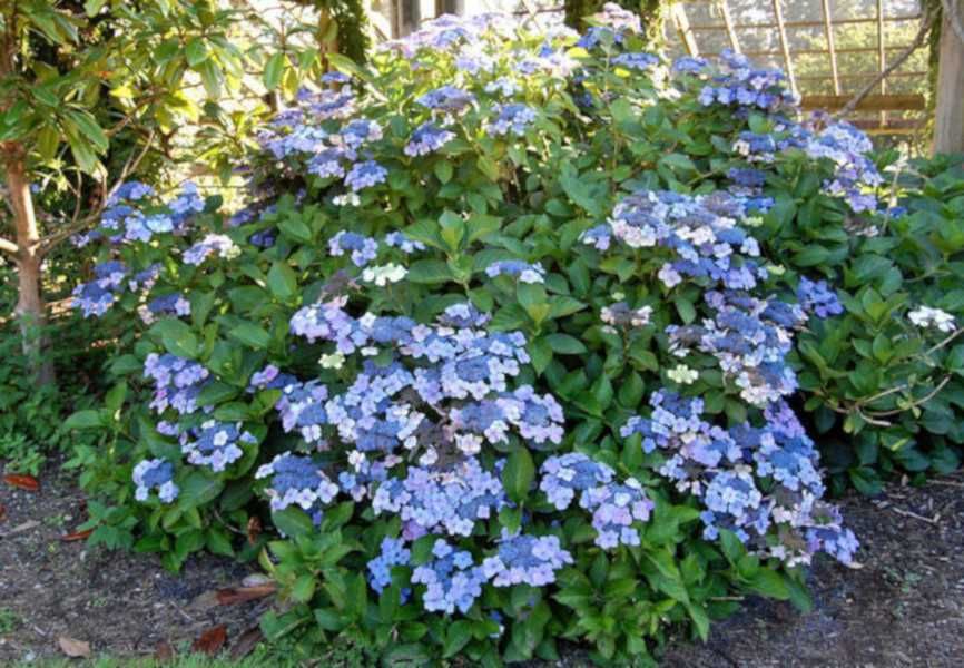 HORTENSJA MARIESII PERFECTA - sadzonki w doniczkach