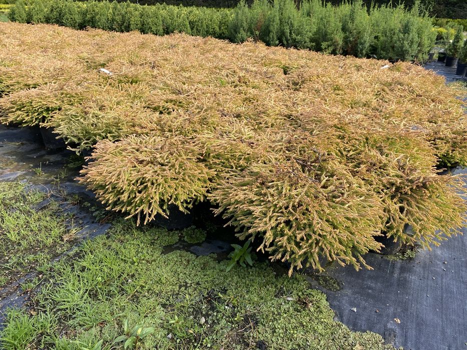 Usługi ogrodniczo-porządkowe