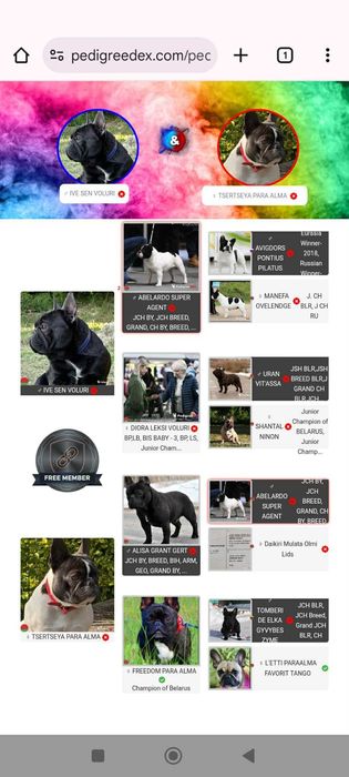 Szczeniak buldoga francuskiego