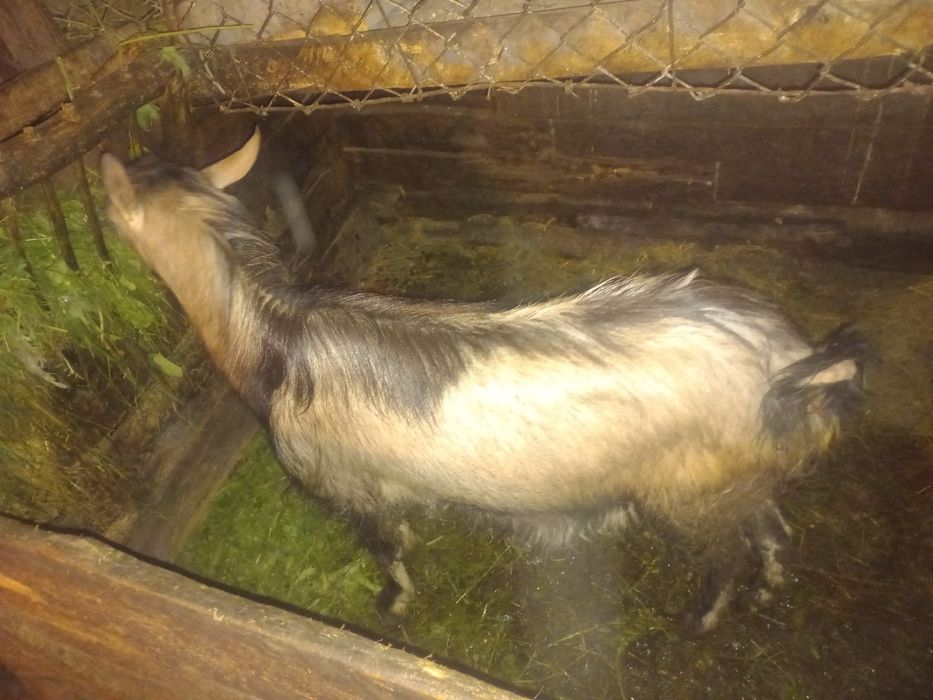 Продається породистий цап