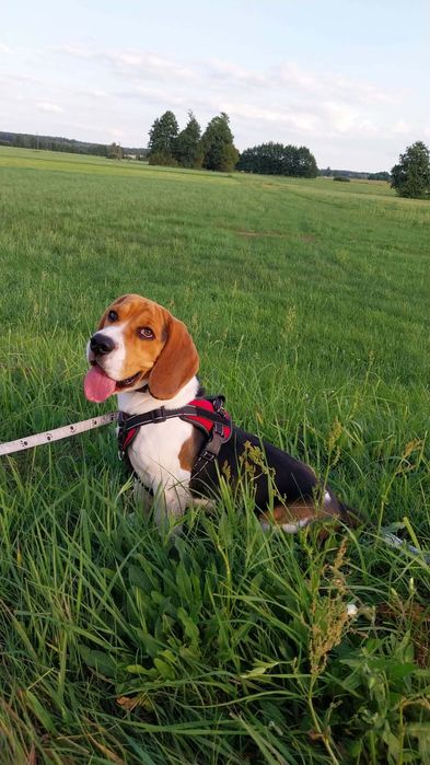 Beagle szczeniak rodowód chip