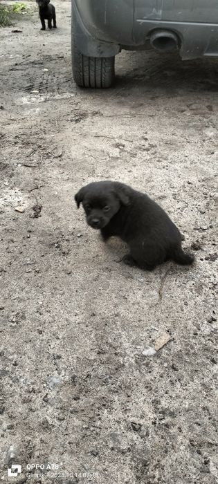 Pieski i suczki matka labrador