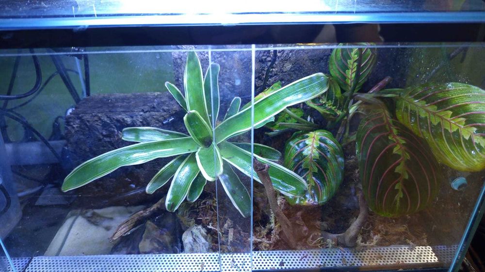 Gotowe terrarium dla kraba / gekona / kameleona / żabek / żółwia