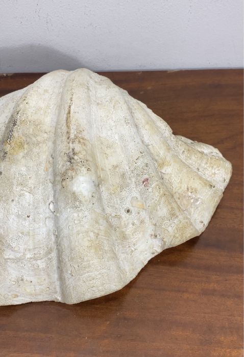 Concha  gigante (Tridacna gigas).