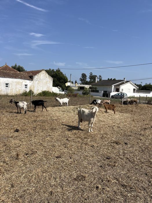 11 cabras e um chibo
