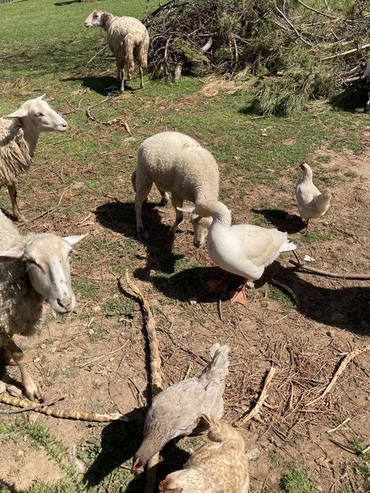 Ovos caseiros - animais criados ao ar livre no campo
