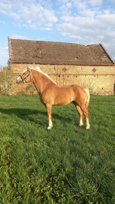 Stanówka haflingier