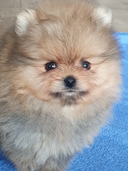 Szpic miniaturowy pomeranian/Miodowy mis