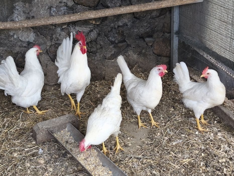 Ovos de Galinhas de Raça