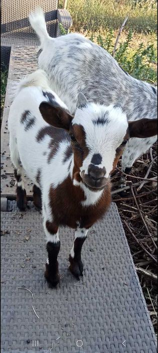 Minitura cabrito