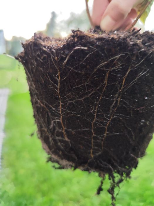 Hortensja Polar Beer