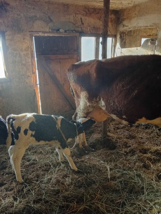 Sprzedam krowę z cielakiem