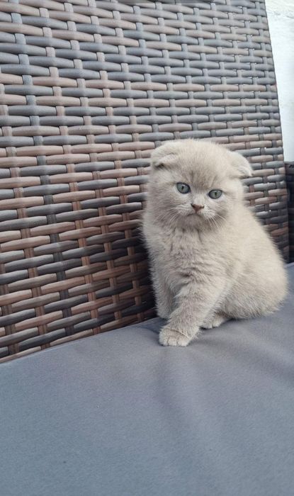 Киця висловуха  шотландська   шукає нову сім'ю Місто Броди
 Кого цікав