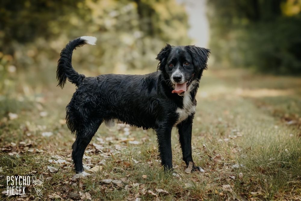 Piękny, młody i energiczny Ringo szuka domu!