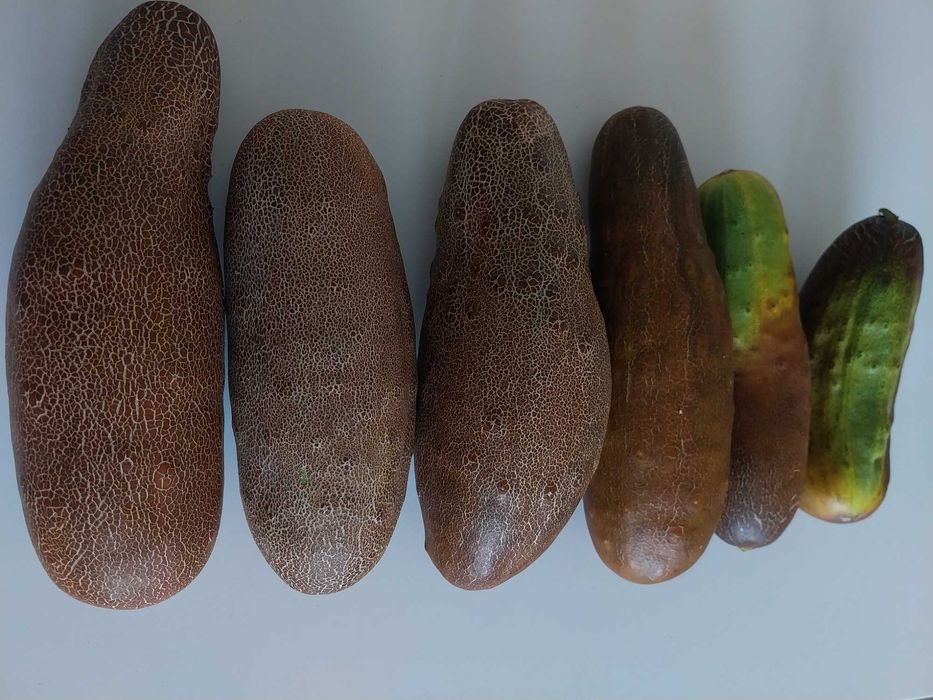 Ogórek brązowy ukraiński 25 szt nasion